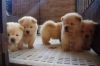very playful, chow chow puppies available