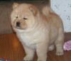 Chunky Chow Chow Puppies