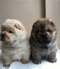 Cream Chow Chow puppies Available For Sale