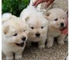 chow chow puppies Male and female
