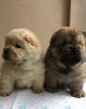 Loving Chow Chow puppies Available For Sale