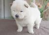Affecionate Cute Looking Chow Chow Puppies For Homes Now