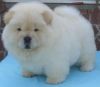 stunning will train Chow Chow puppies available