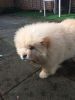 Female Cream Chow Chow For Sale