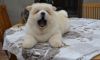 Cream Chow Chow Male and Female Puppies Available Now