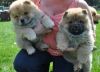 Chow Chow Puppies Now Ready For Adoption
