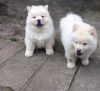 Beautiful Chow Chow Puppies Only 2 boys and a girl