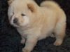 Zealing Chow Chow puppies available now for sale