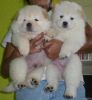 Red Kc Registered Chow Chow Puppies (xxx) xxx-xxx0