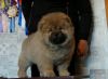 Red Kc Registered Chow Chow Puppies