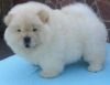 Cream, Black and white Chow Chow Pups Ready