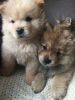 Chow Chow pups ready for new homes