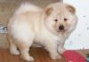 Adorable chow chow puppy