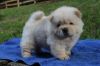 chow chow pups for new home