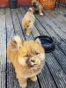 Gorgeous Chow Chow Puppies For Sale Boys And Girls