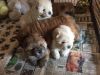 Adorable Chunky Chow Chow Puppies Full Pedigree