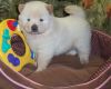 Cream and White Chow Chow Puppies