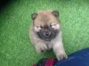 Gorgeous Chow Chow Puppies For Sale Boys And Girls