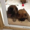 Chow Chow Puppies.... Reduced Price