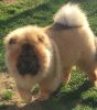 Stunning Proven Kc Reg Chow Chows For Stud