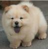 Fantastic Chow Chow puppies for sale
