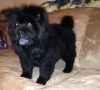 akc male and female chow chow