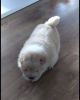 Chow Chow Cream Puppies 0nly 1 Left !