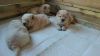 Chow Chow Cream Puppies 0nly 3 Left !