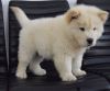 Litter Of Chow Chow Puppies