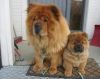 Chow Chow puppies, 12 weeks for sale