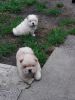 Beautiful Chow Chow Puppies for sale