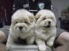 Chow Chow Pups Verfügbar Foe Verkauf