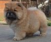 Male and female Chow Chow Puppies