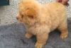 Stunning Chow Chow puppies for sale