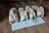 Chow Chow Cream Puppies for adoption