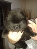 CUTE MALE AND FEMALEChow Chow PUPPIES FOR FREE ADOPTION.