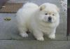 Male and female Chow Chow puppies
