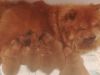 Red Kc Super Looking Chows Available