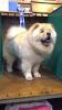 Cream Chow Chow Available At Stud