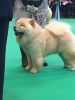 Cream Male Chow Chow Puppy For Sale