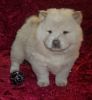 Home raised Chow Chow Puppies