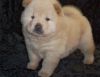 AKC Chow Chow puppies Puppies Ready