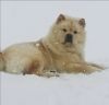 Gorgeous chow chow puppies accepting deposits now!