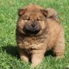 Beautiful Red Kc Reg Chow Chow Female Puppies
