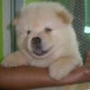 Chow chow puppies for new homes