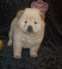 Beautiful Chow Chow puppies for sale