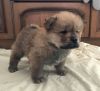 Adorable chow chow puppies for sale