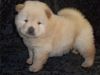 Sweet Chow Chow Puppies