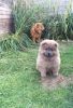 Kc Registered Chow Chow Puppies