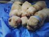 Beautiful Champion Bloodline Chow Chow Puppies